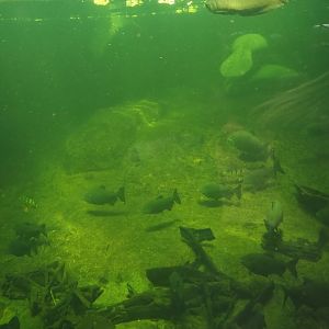 Rio Negro - Larger part of the Manatee and South American fish tank, 2024-06-08