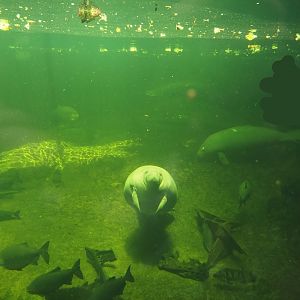 Rio Negro - Larger part of the Manatee and South American fish tank, 2024-06-08