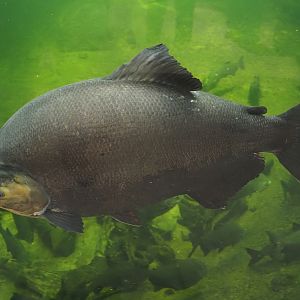 Tambaqui (Colossoma macropomum), 2024-06-08