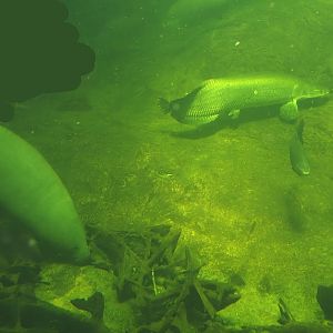 West Indian Manatee (Trichechus manatus manatus), Arapaima (Arapaima gigas) and Tambaqui (Colossoma macropomum), 2024-06-08