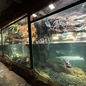 Aquarium in Reptile Tunnel