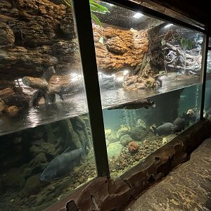 Aquarium in Reptile Tunnel