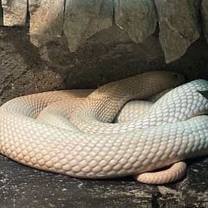 Albino Indochinese Spitting Cobra - Reptile Tunnel