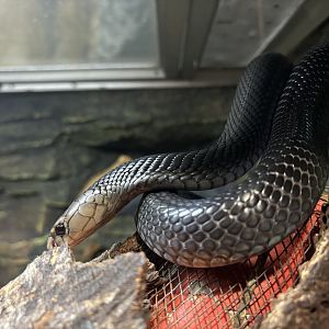 Javan Spitting Cobra - Reptile Tunnel