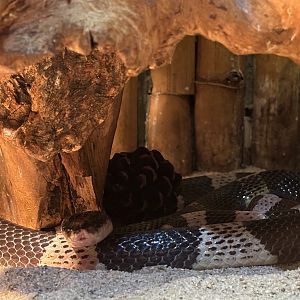 Banded Krait - Reptile Tunnel