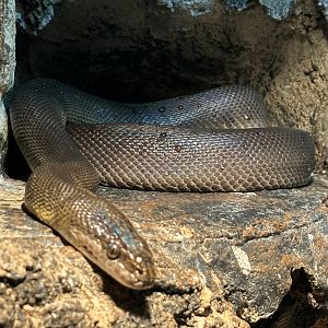 Brown Water Python - Reptile Tunnel