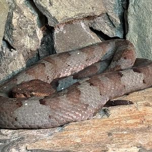 Flat-nosed Pit Viper - Reptile Tunnel