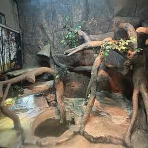 False Gharial Exhibit - Reptile Tunnel