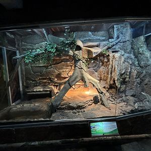 Asian Water Monitor Exhibit - Reptile Tunnel