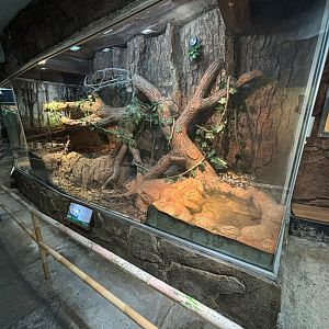 Reticulated Python Exhibit #2 - Reptile Tunnel