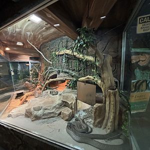 King Cobra Exhibit - Reptile Tunnel