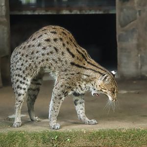 Fishing cat