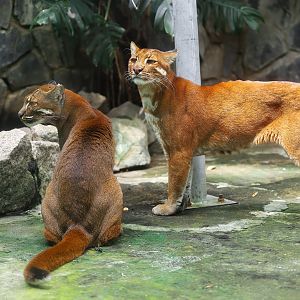 Asian golden cat