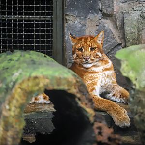 Asian golden cat