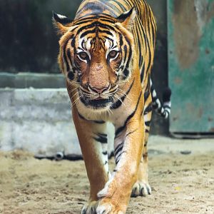 Indochinese tiger
