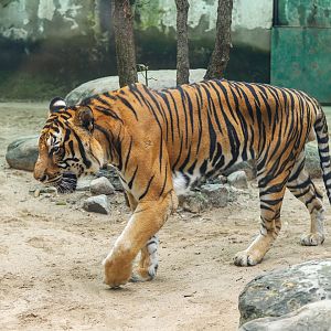 Indochinese tiger