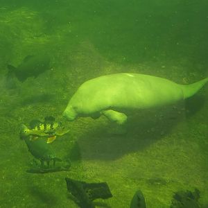 West Indian Manatee (Trichechus manatus manatus), Peacock bass (Cichla monoculus) and Tambaqui (Colossoma macropomum), 2024-06-08