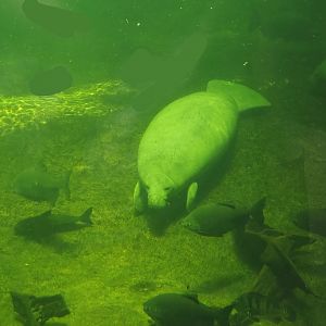 West Indian Manatee (Trichechus manatus manatus) and Tambaqui (Colossoma macropomum), 2024-06-08