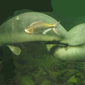 West Indian Manatee (Trichechus manatus manatus) and Piraputanga (Brycon hilarii), 2024-06-08