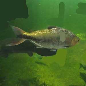 Piraputanga (Brycon hilarii), 2024-06-08