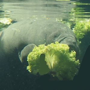 West Indian Manatee (Trichechus manatus manatus), 2024-06-08