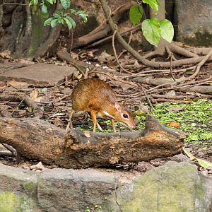 Lesser mouse-deer