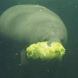 West Indian Manatee (Trichechus manatus manatus), 2024-06-08