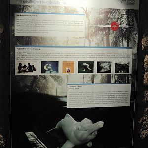 Signage about past holding of Botos/Orinoco river dolphins at Duisburg, 2024-06-08