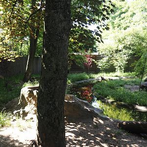 Asian small-clawed otter exhibit, 2024-06-08