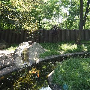Asian small-clawed otter exhibit, 2024-06-08