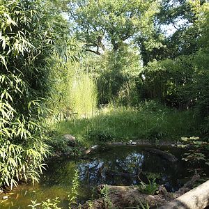 Aldabra giant tortoise paddock, 2024-06-08