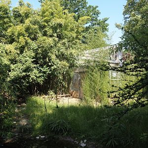 Aldabra giant tortoise paddock, 2024-06-08
