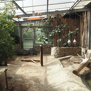 Aldabra giant tortoise greenhouse, 2024-06-08