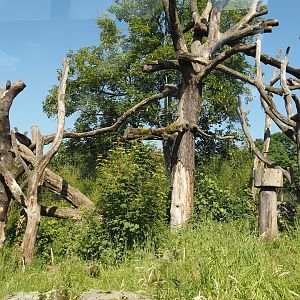 Spectacled bear exhibit, 2024-06-08