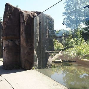 Spectacled bear viewing windows, 2024-06-08