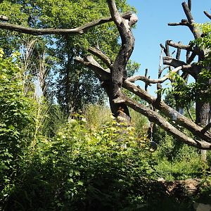 Spectacled bear exhibit, 2024-06-08