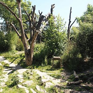 Spectacled bear exhibit, 2024-06-08