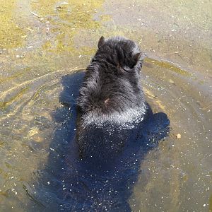 Swimming Spectacled bear (Tremarctos ornatus), 2024-06-08