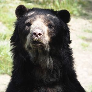Spectacled bear (Tremarctos ornatus), 2024-06-08