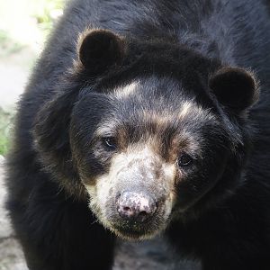 Spectacled bear (Tremarctos ornatus), 2024-06-08