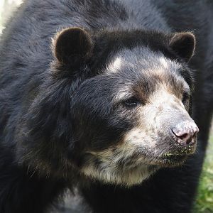 Spectacled bear (Tremarctos ornatus), 2024-06-08