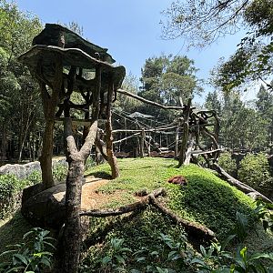 Bornean Orangutan Exhibit