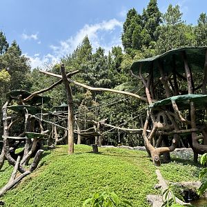 Bornean Orangutan Exhibit