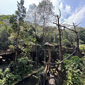 Kloss’s Gibbon Exhibit