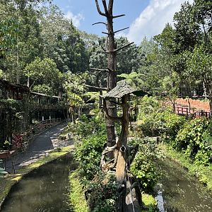 Kloss’s Gibbon Exhibit