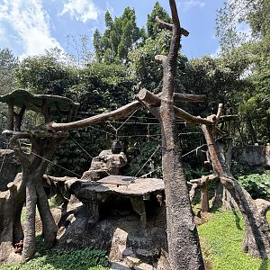 Sumatran Orangutan Exhibit