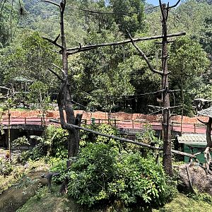 Kloss’s Gibbon Exhibit