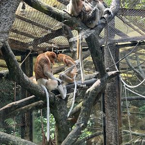 Proboscis Monkeys