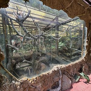 Proboscis Monkey Exhibit