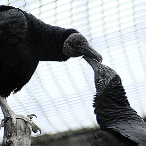 American Black Vultures - Millets Wildside 2024